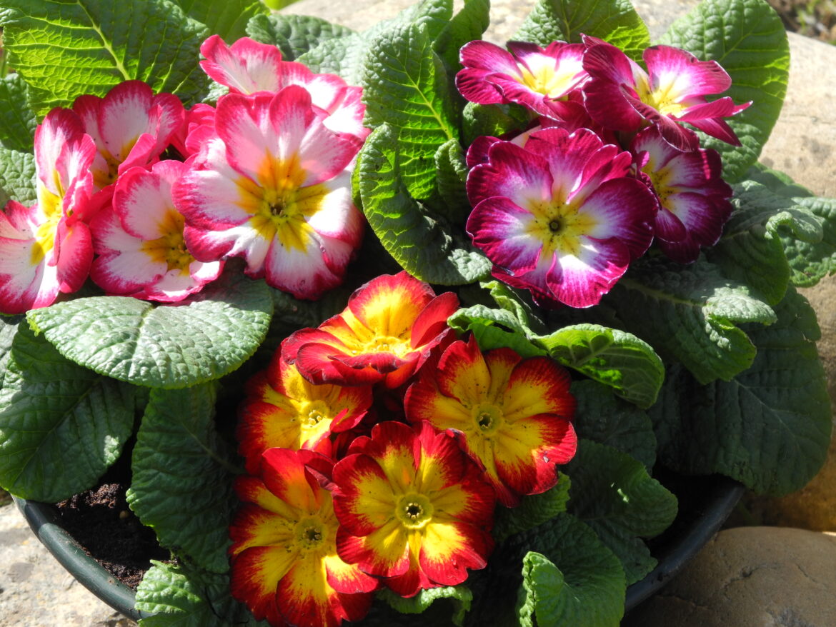 Quelle fleur n'est pas comestible ?