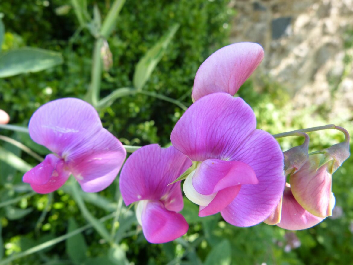 Quelle fleur symbolise ton mois de naissance ?