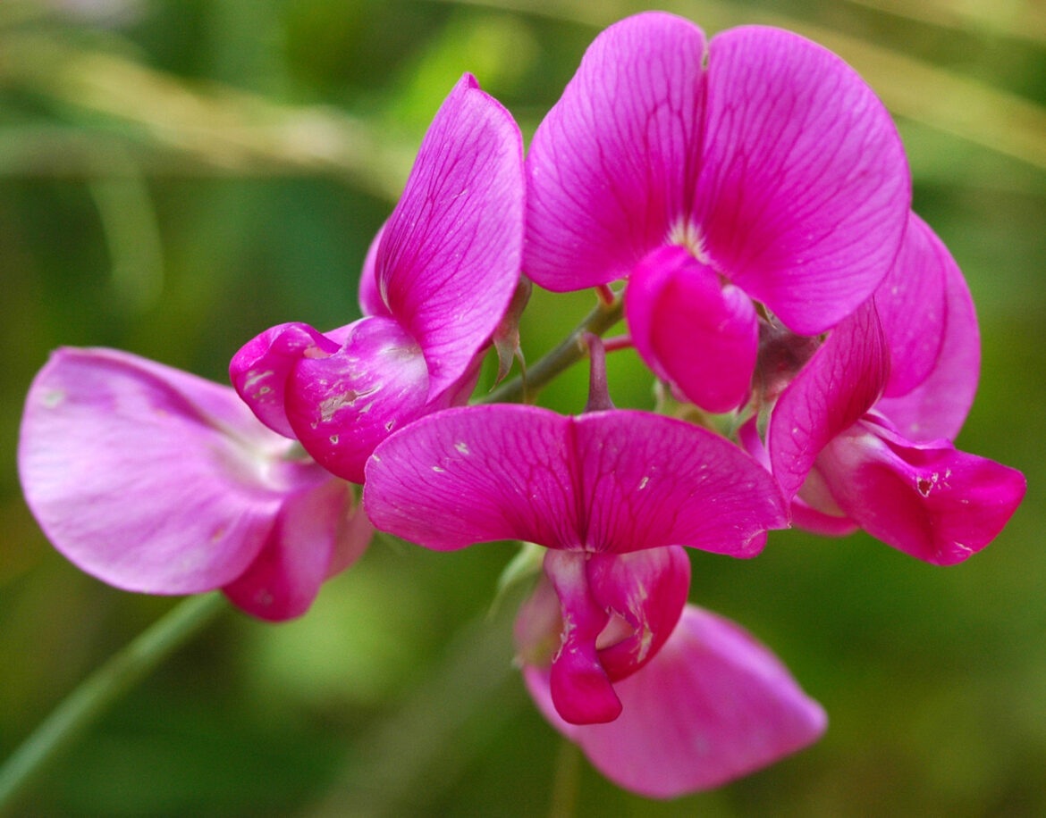 Quelle fleur symbolise ton mois de naissance ?
