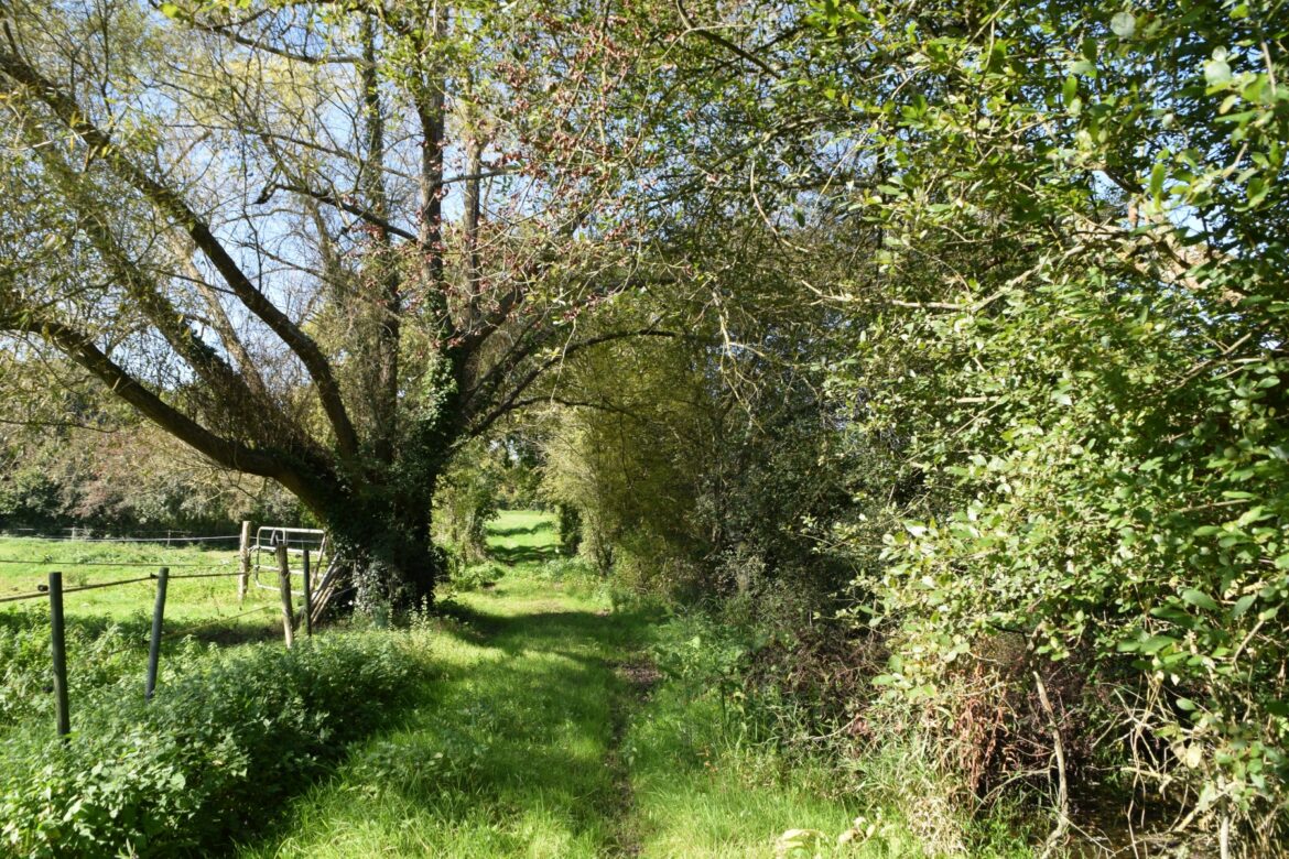 Quelle haie demande le moins d'entretien ?