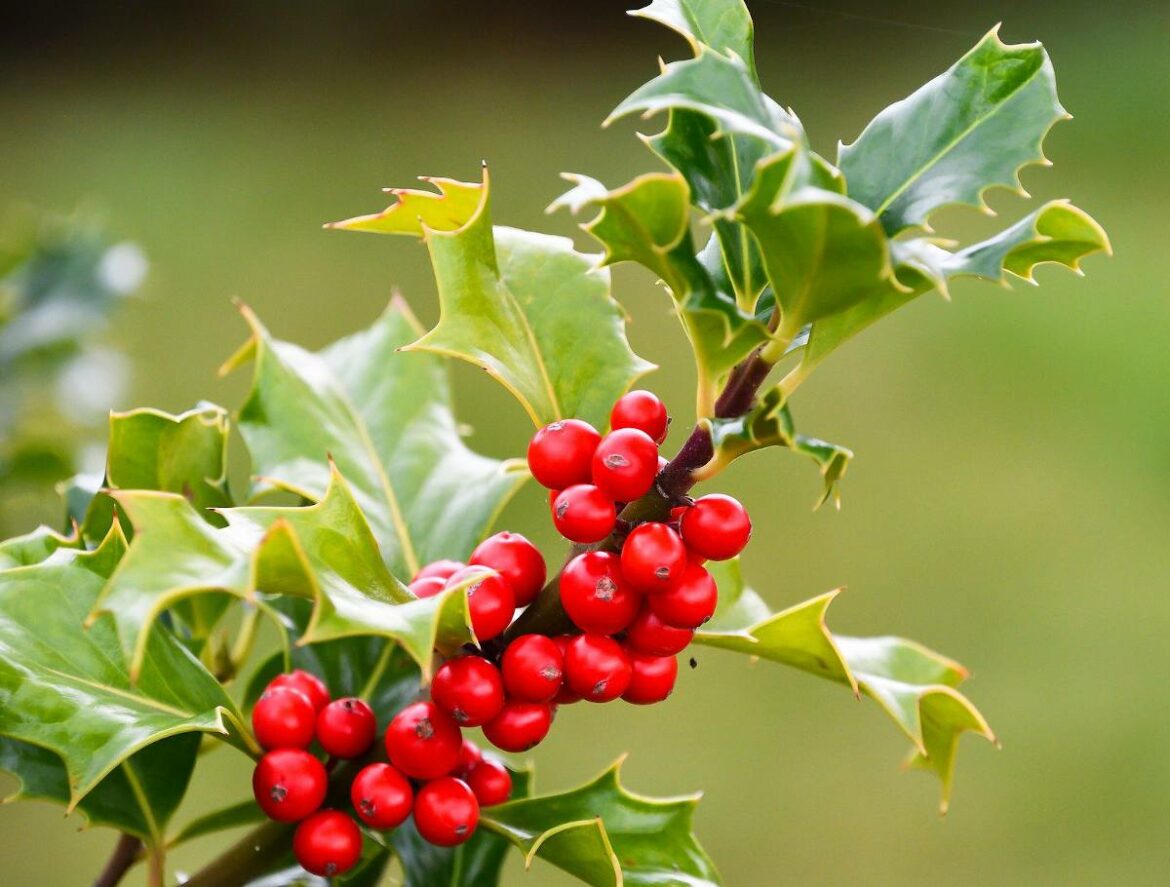 Quelle hauteur peut atteindre un houx ?