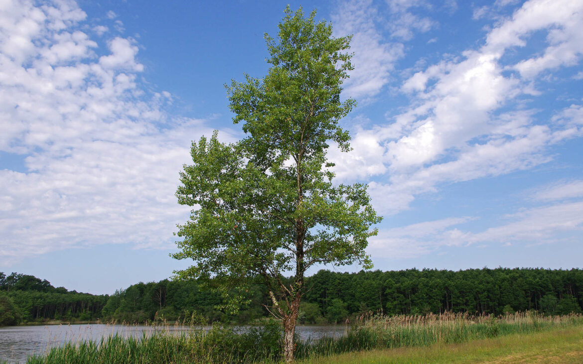 Quelle hauteur peut atteindre un peuplier ?