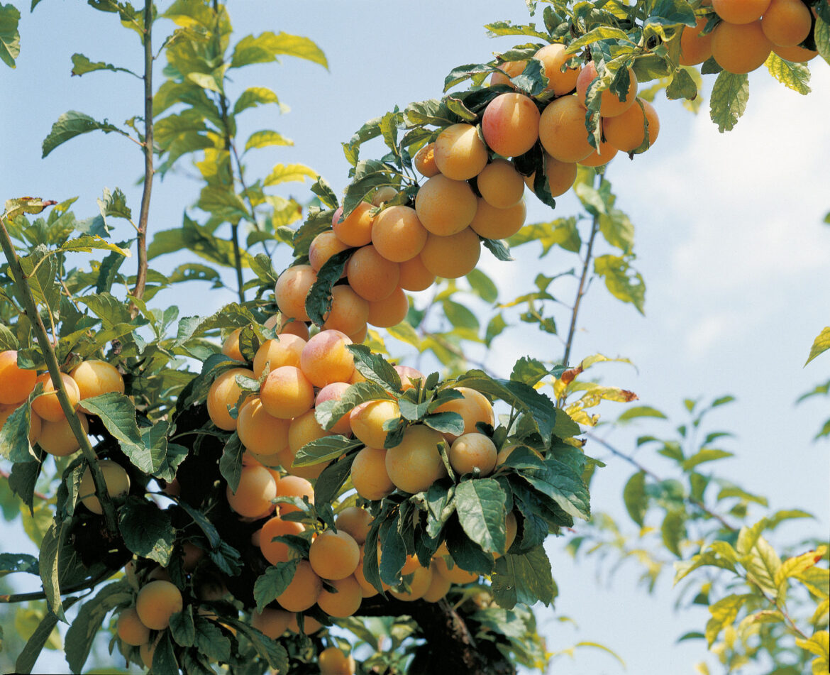 Quelle hauteur pour un mirabellier ?