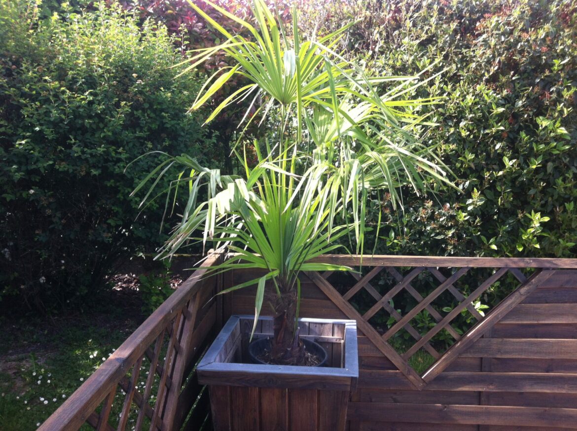 Quelle hauteur pour un palmier nain ?