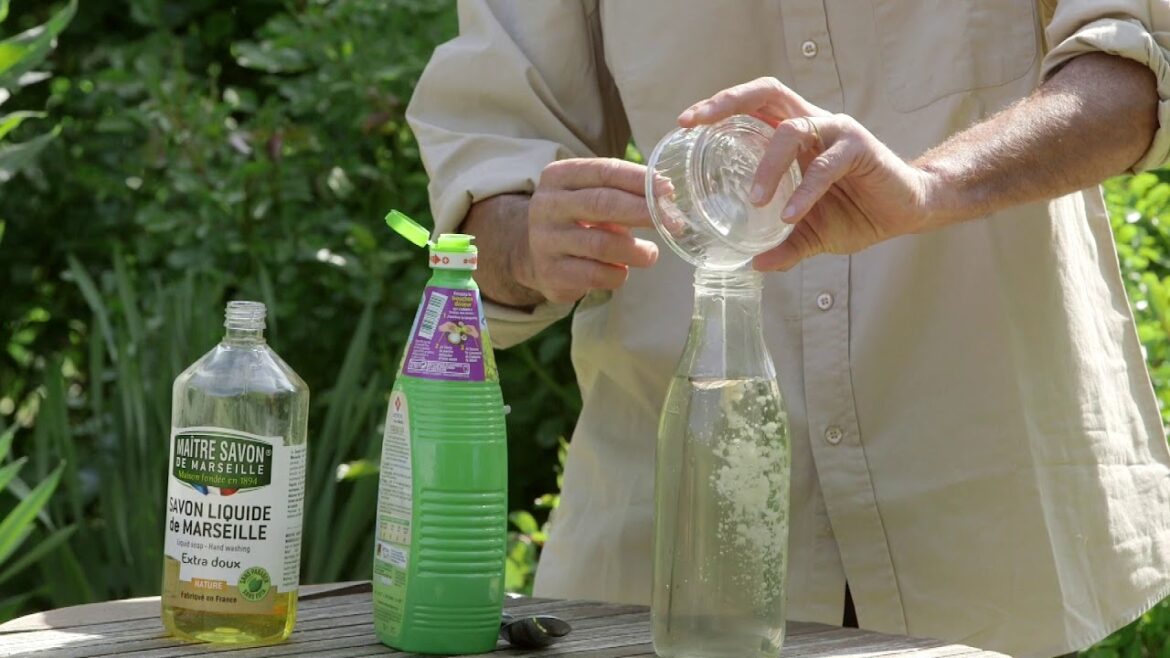 Quelle huile essentielle contre le mildiou ?