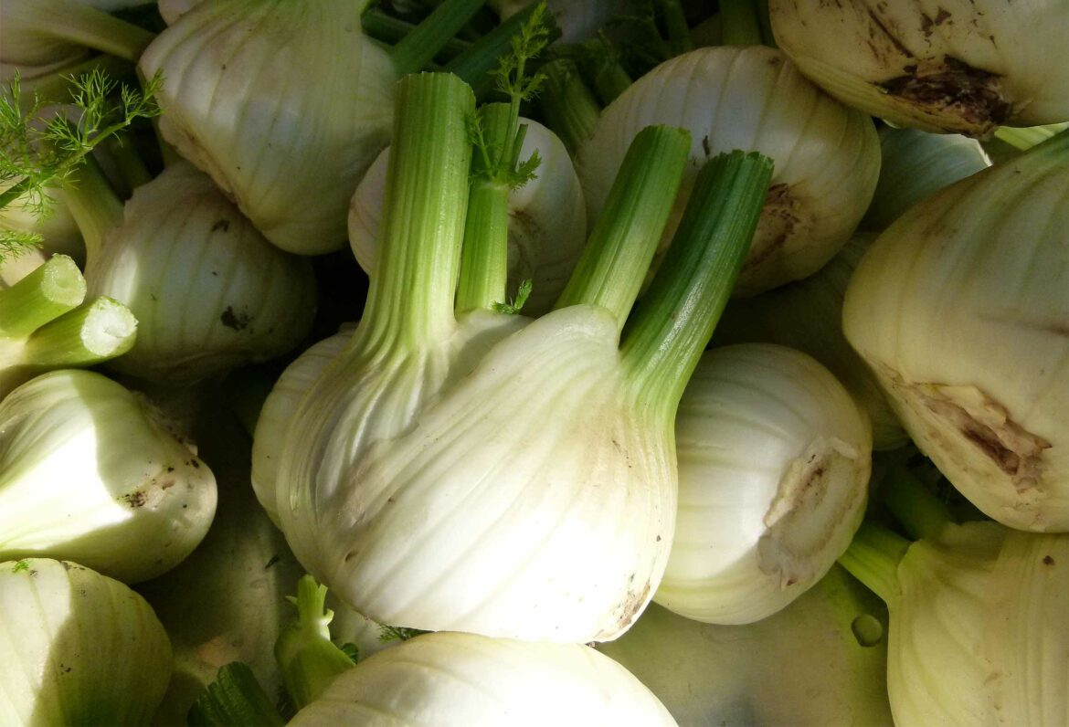 Quelle lune pour planter le fenouil ?