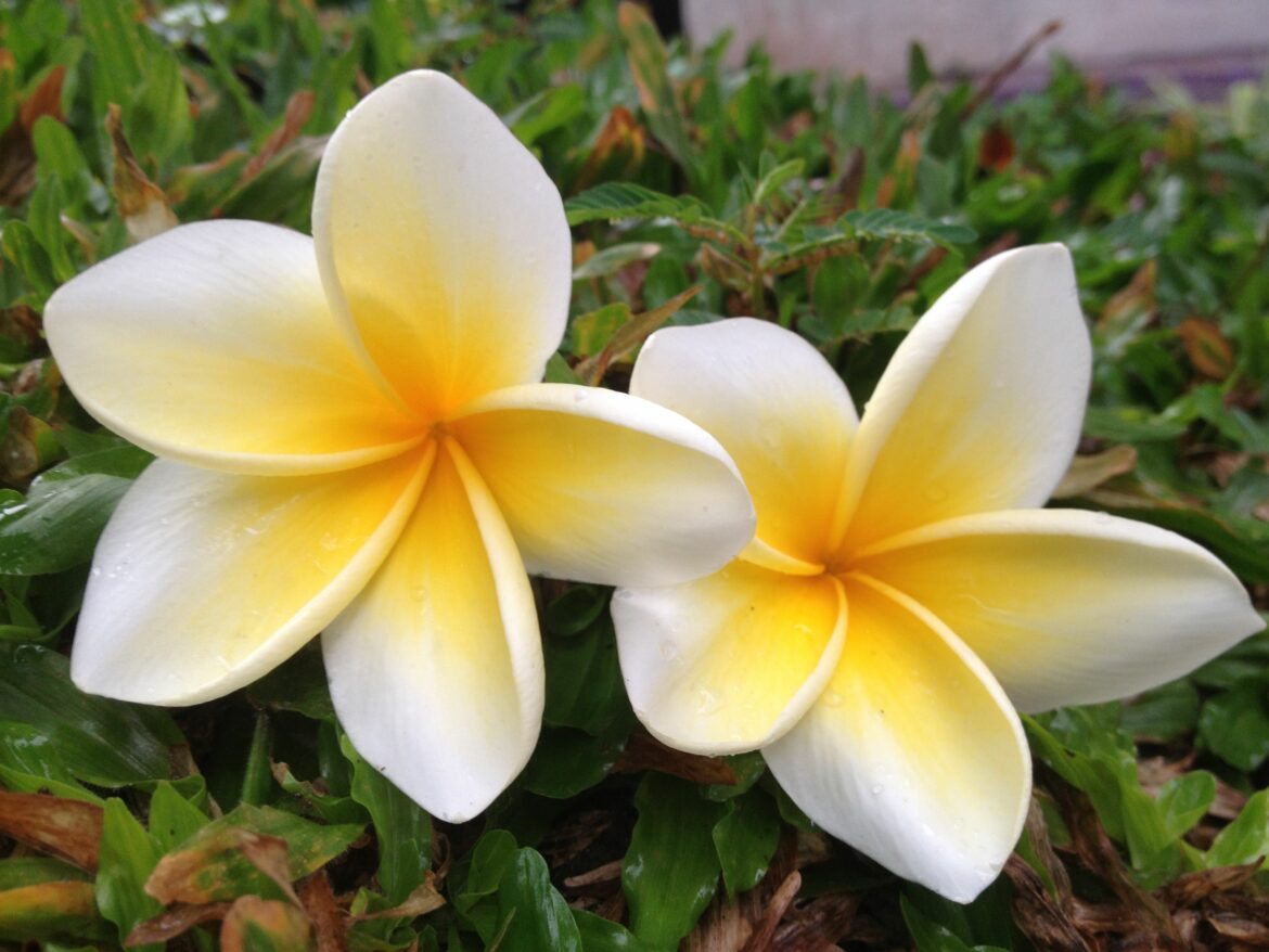 Quelle odeur à le frangipanier ?