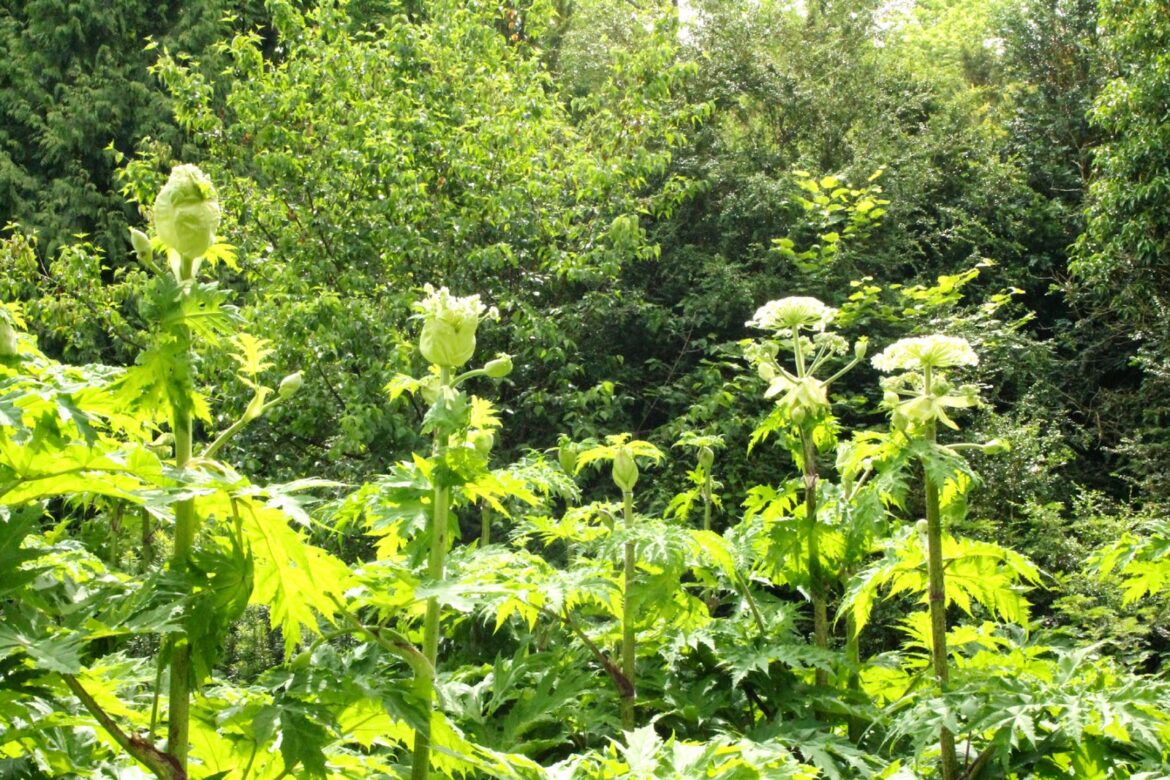 what-part-of-hemlock-is-poisonous-housekeeping-magazine-decoration