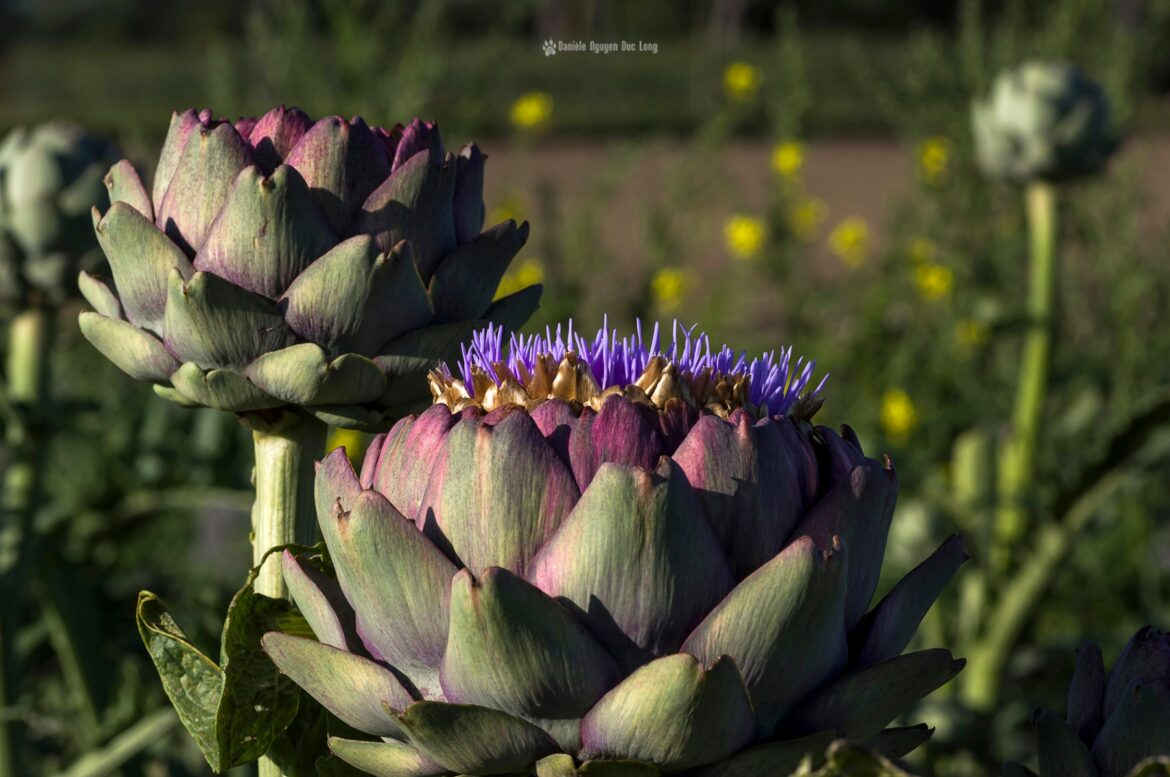 Quelle partie de la plante Mange-t-on dans l'artichaut ?