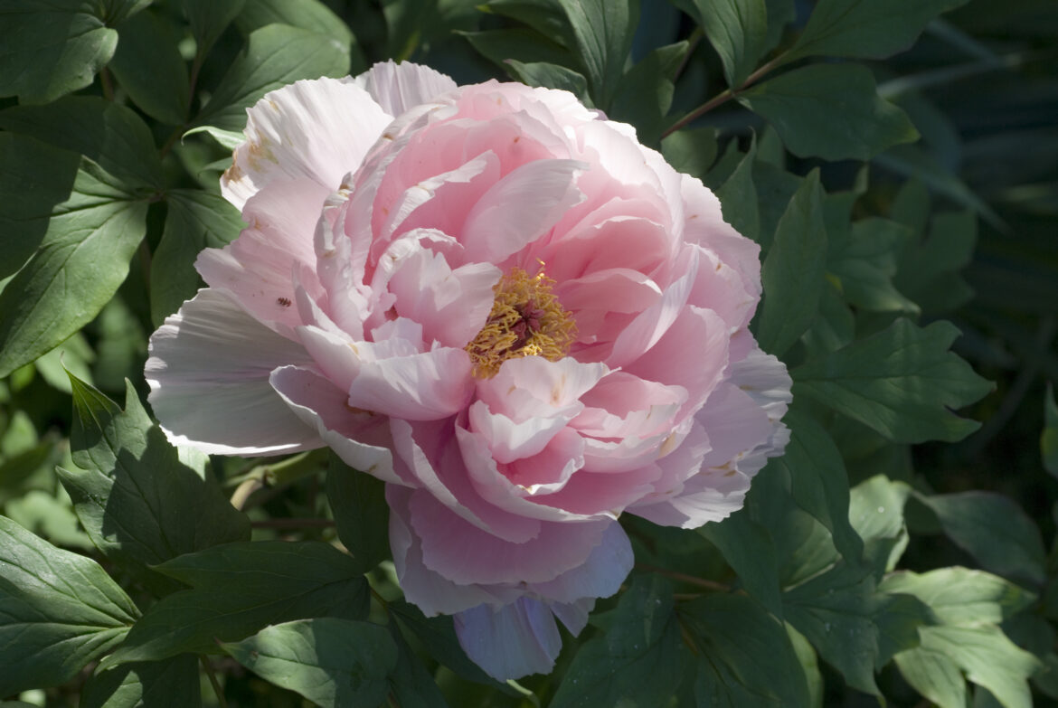 Quelle période pour planter des pivoines ?