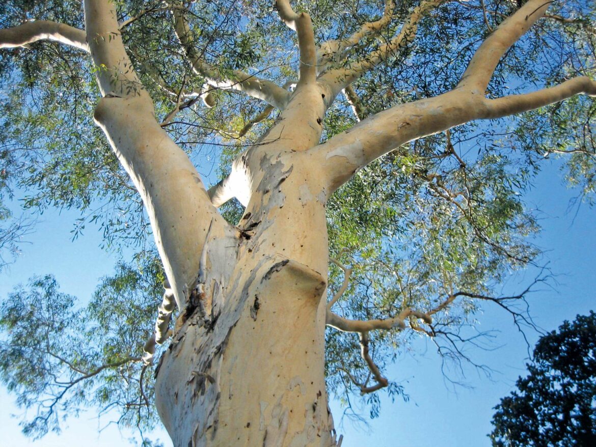 Quelle période pour planter eucalyptus ?