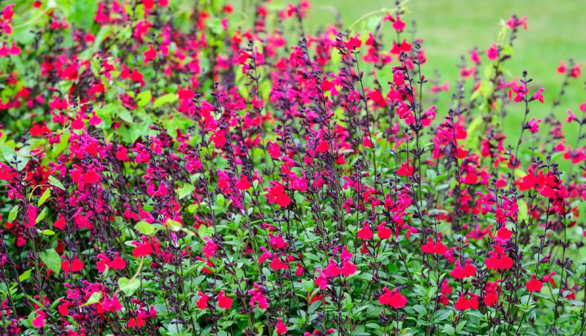 Quelle plante à côté d'une sauge ?