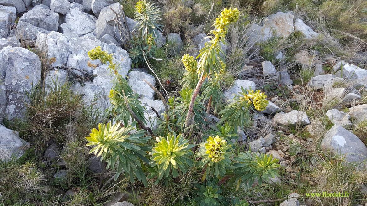 Quelle plante associer à l'euphorbe ?