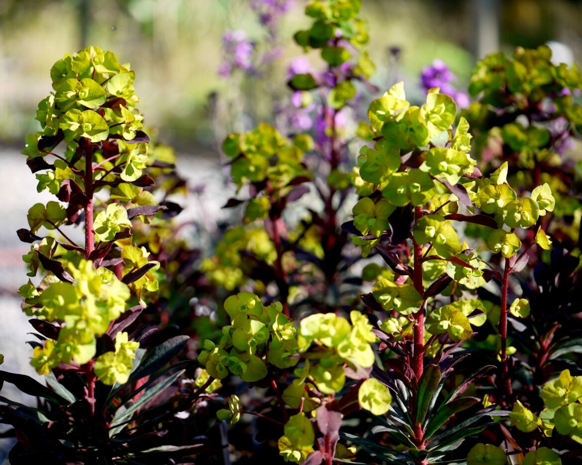 Quelle plante associer à l'euphorbe ?