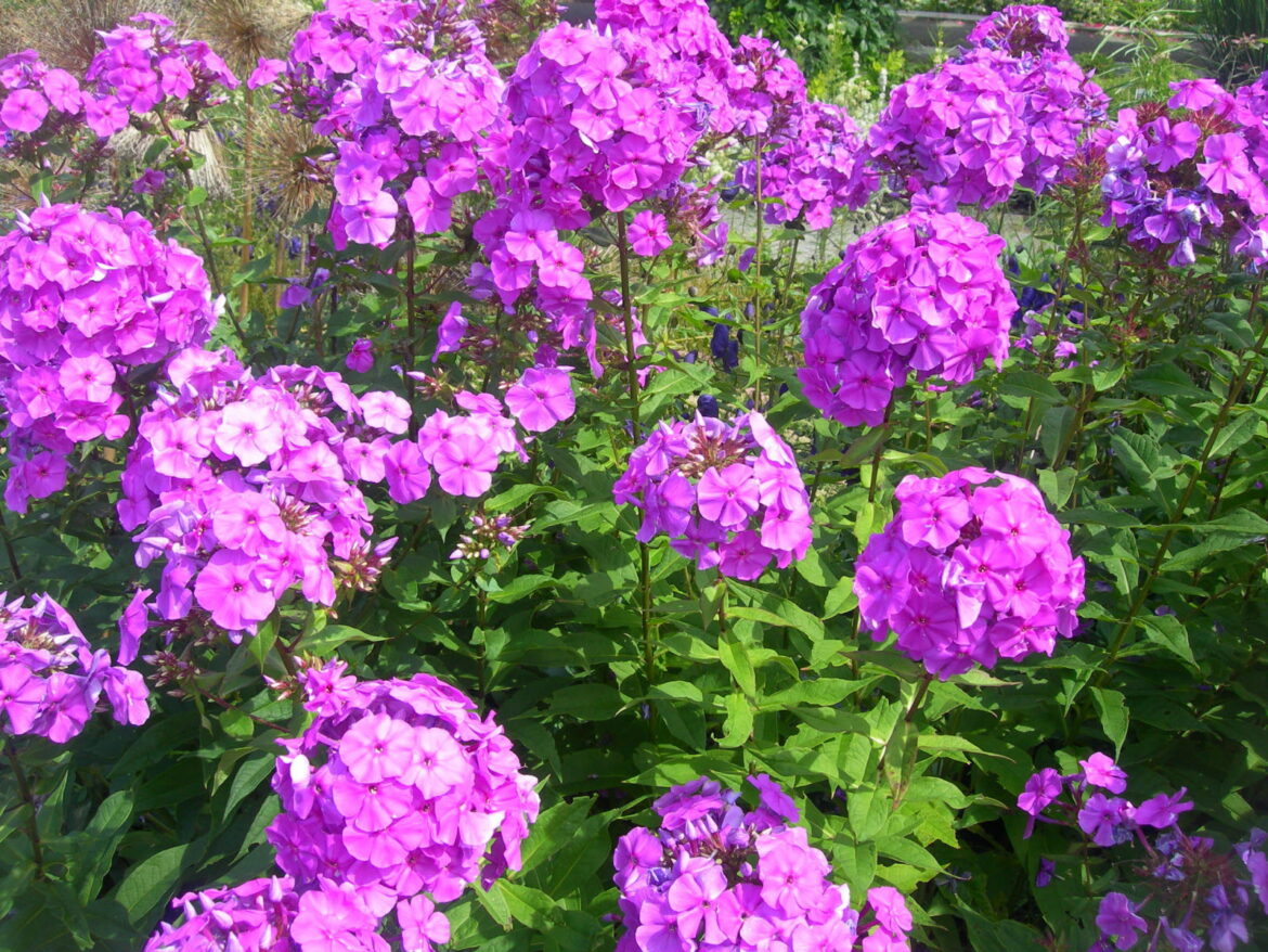Quelle plante associer avec Phlox ?