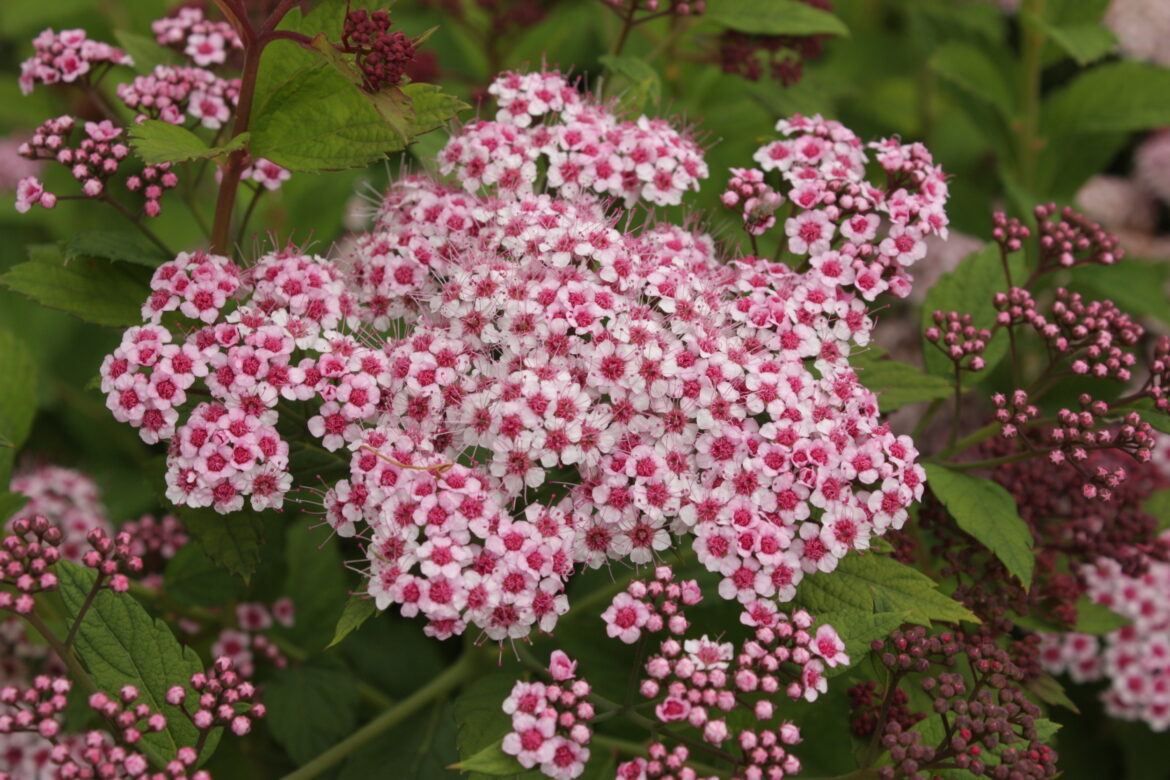 Quelle plante associer avec spirée ?