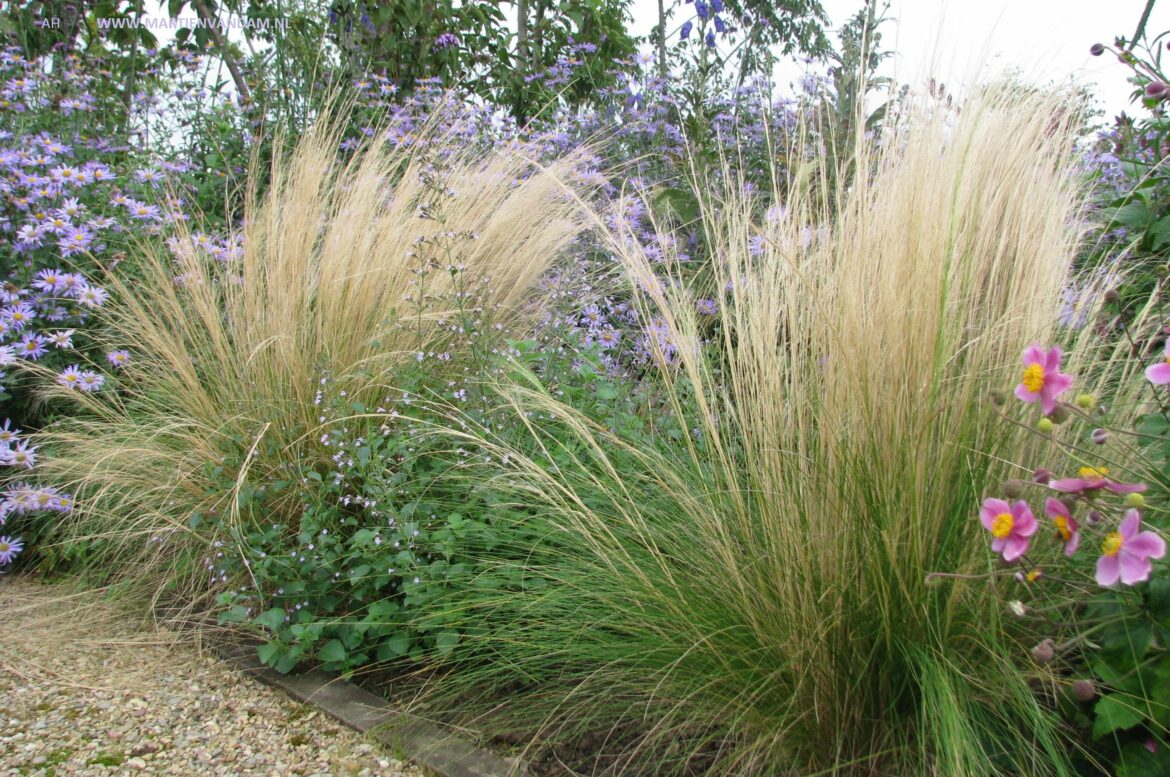 Quelle plante avec stipa ?