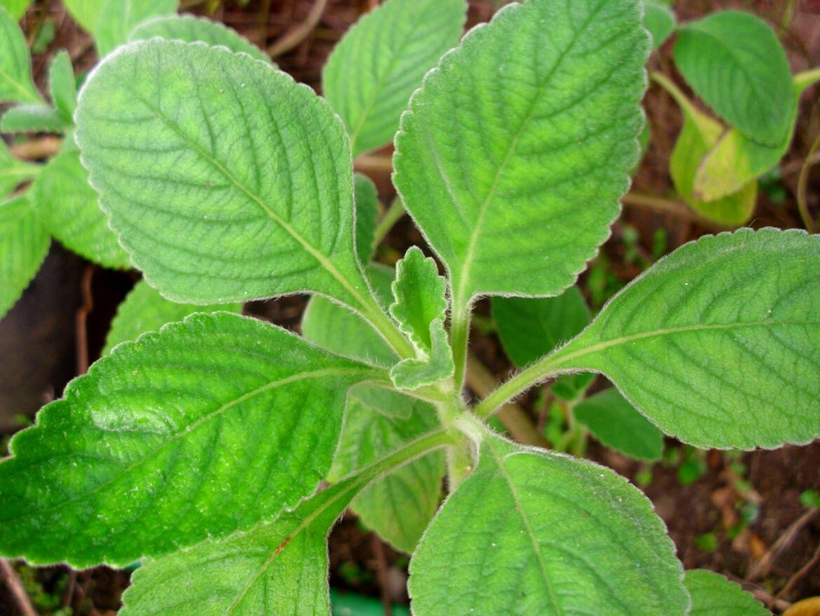 Quelle plante contient de l'aspirine ?