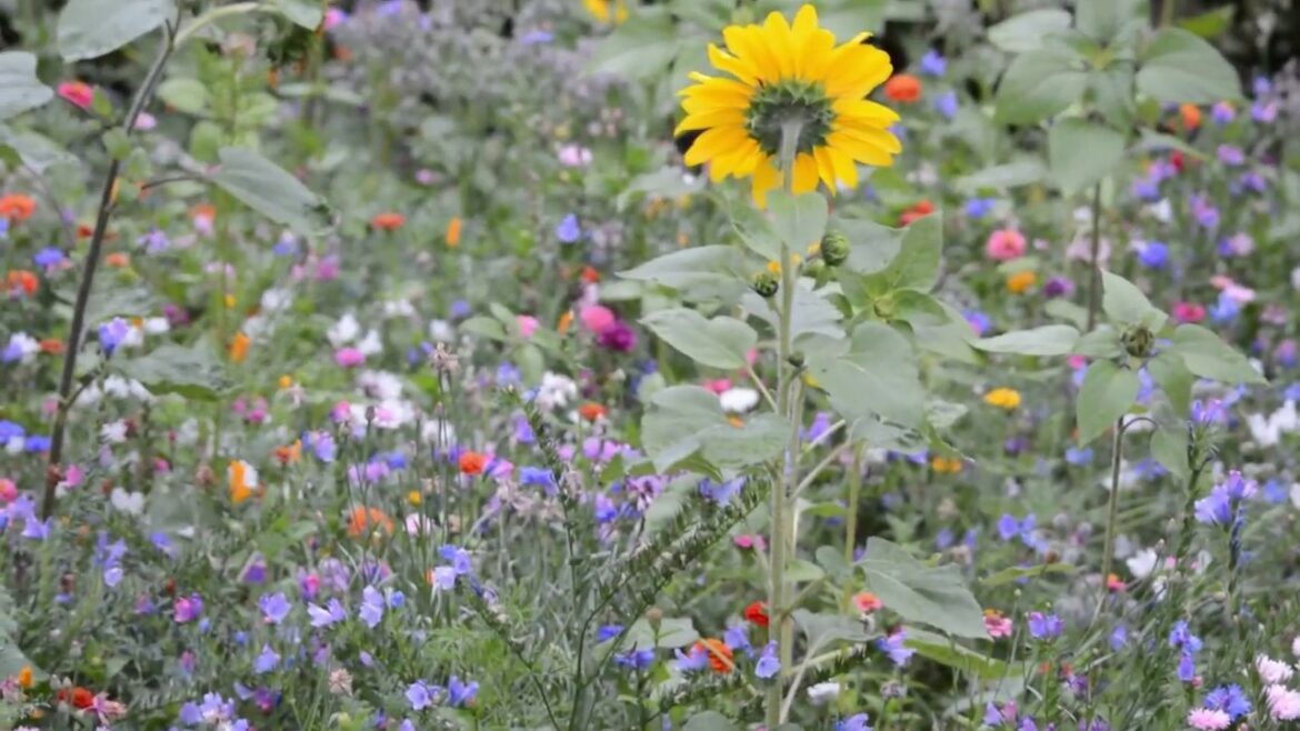 Quelle plante est la plus mellifère ?