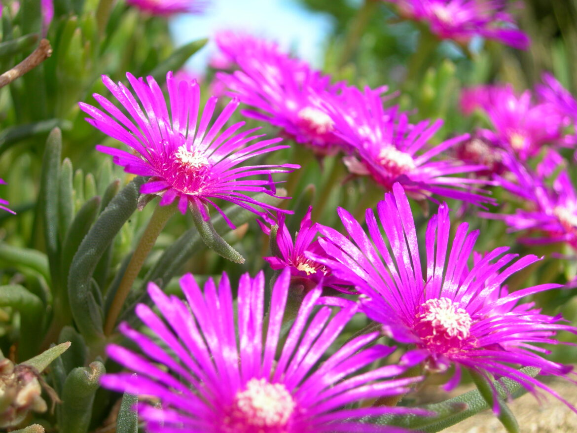 Quelle plante fleurie résisté au soleil ?