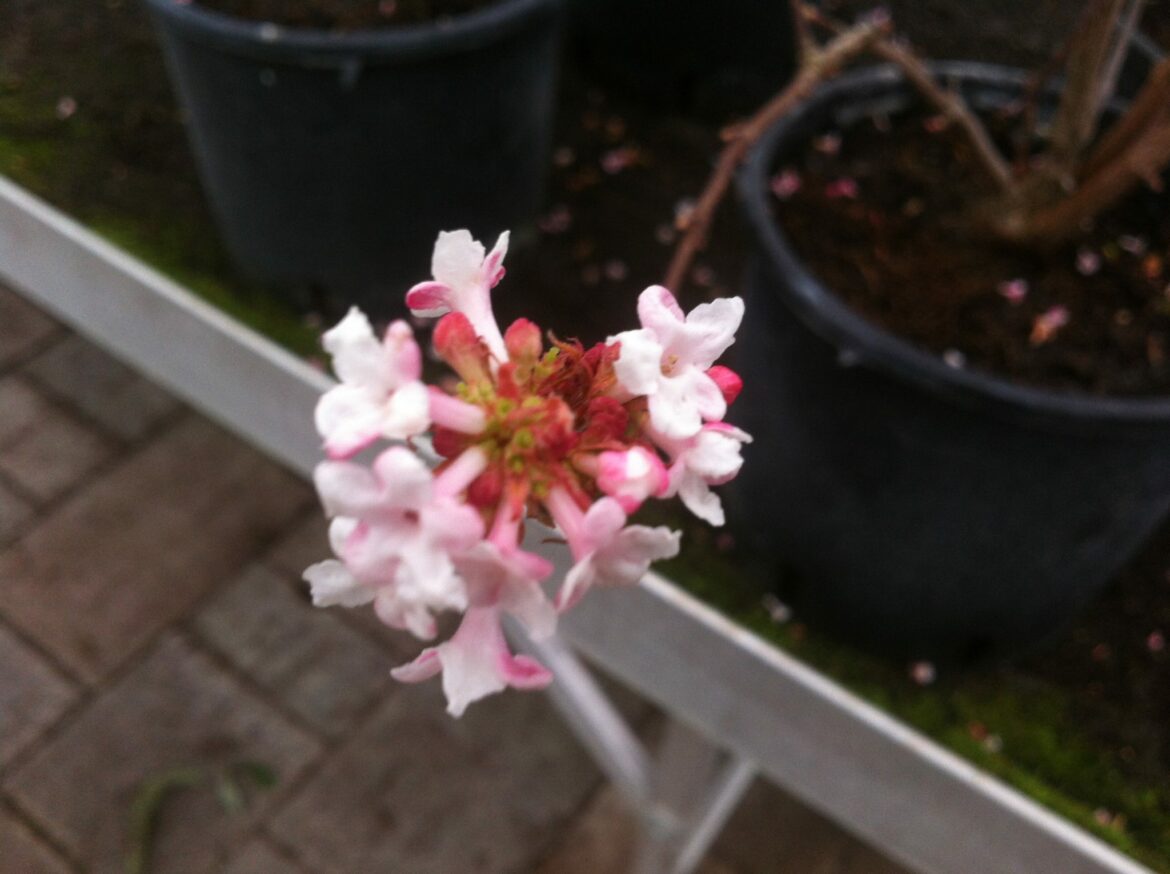 Quelle plante fleurie toute l'année ?