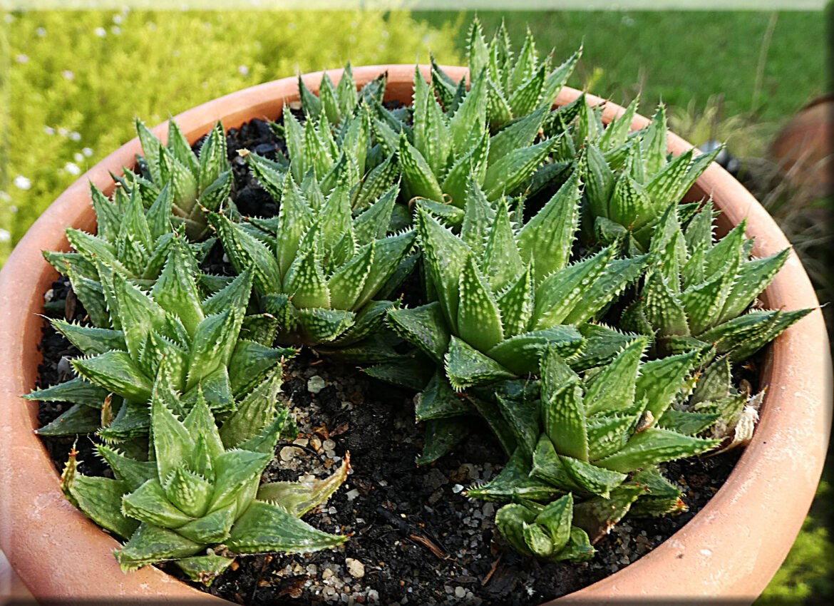 Quelle plante grasse pour l'extérieur ?