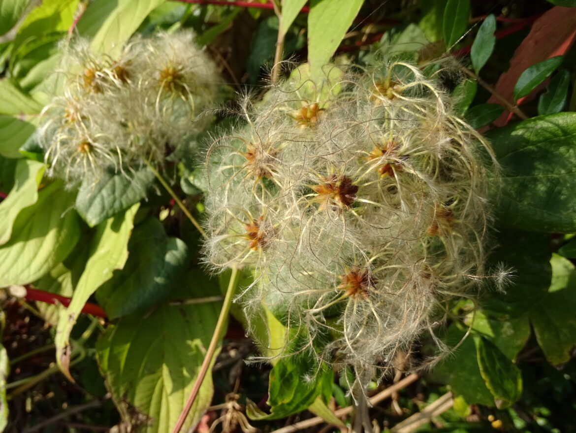 Quelle plante grimpante non toxique ?