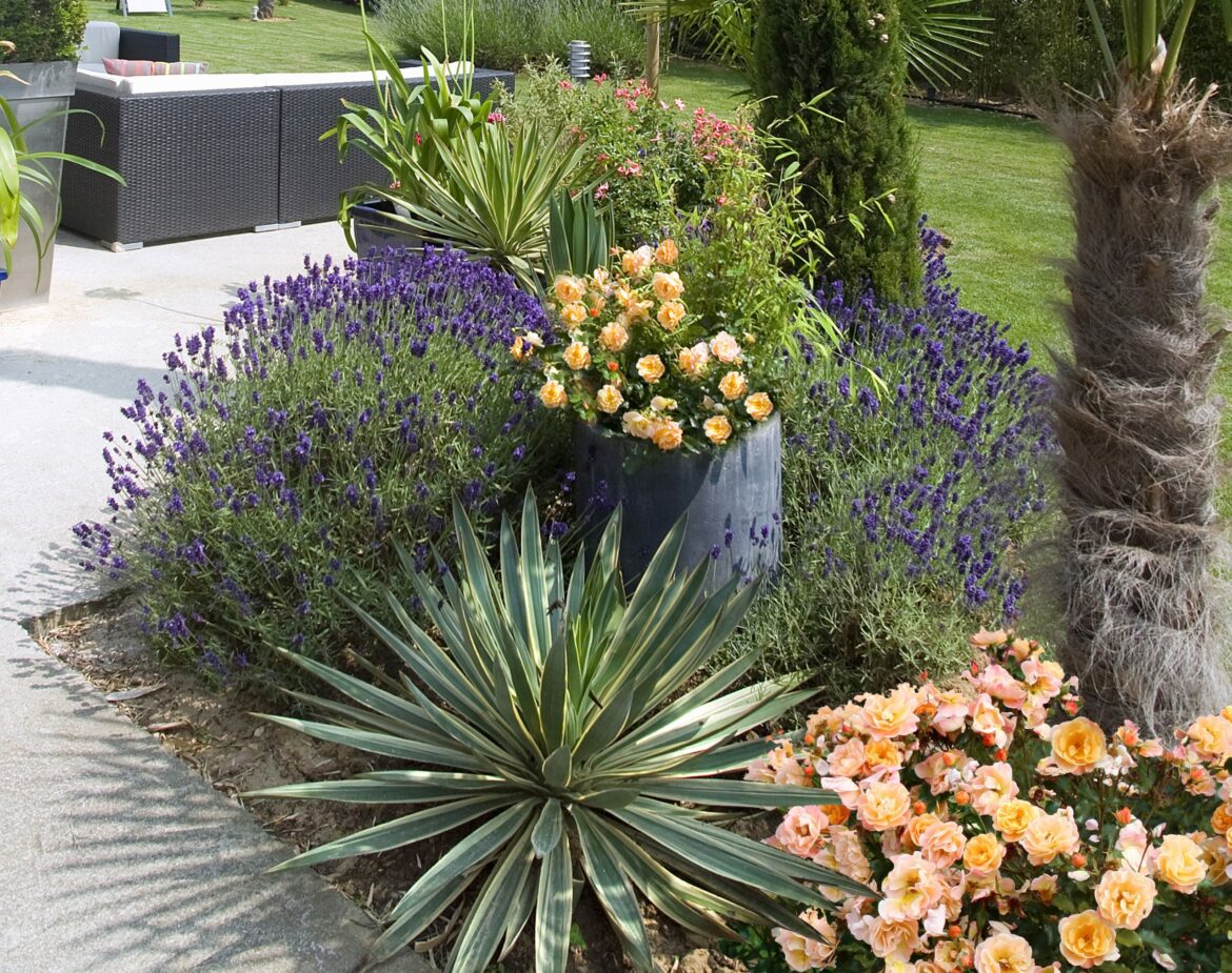 Quelle plante mettre à côté d'un rosier ?