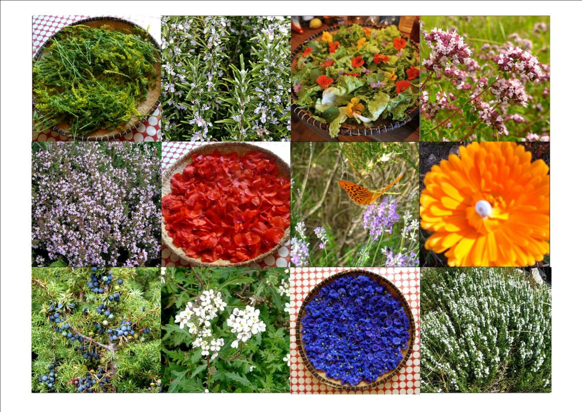 Quelle plante pour colorer les cheveux blancs ?