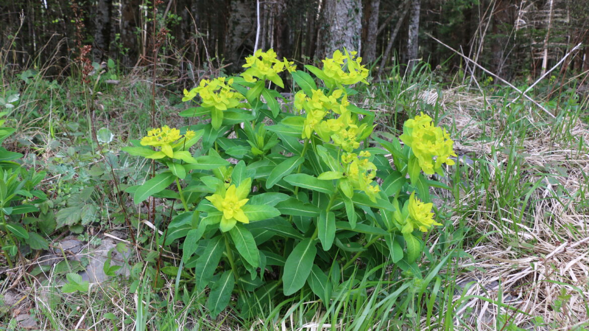Quelle plante pour faire fuir les taupes ?
