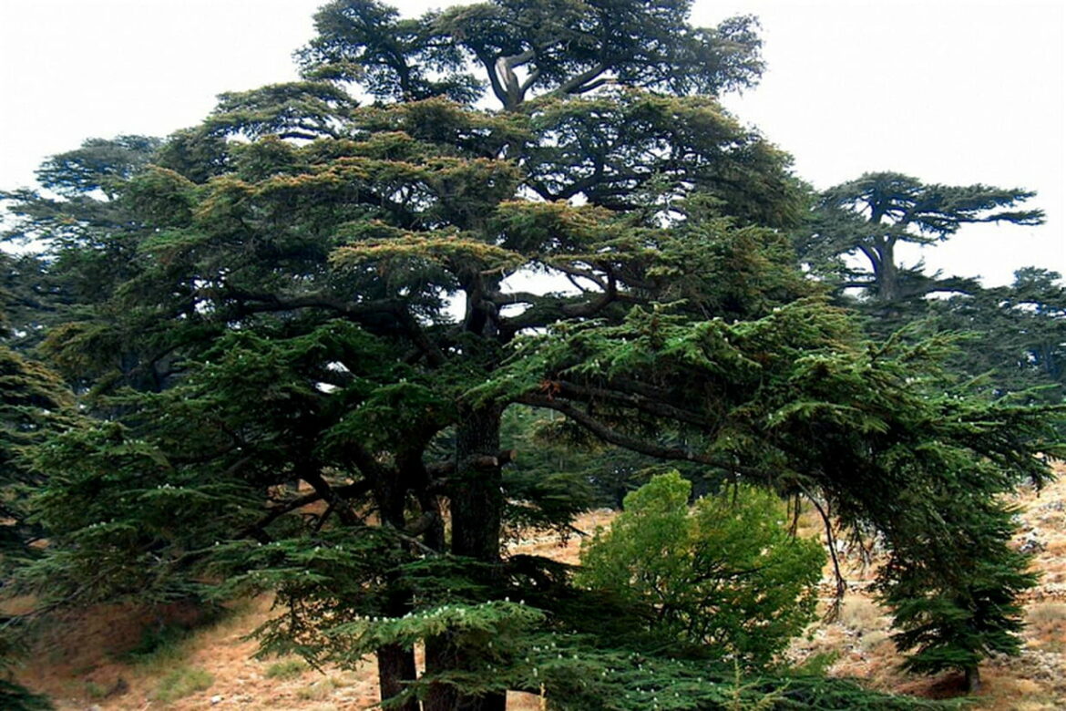 Quelle plante pour massif méditerranéen ?