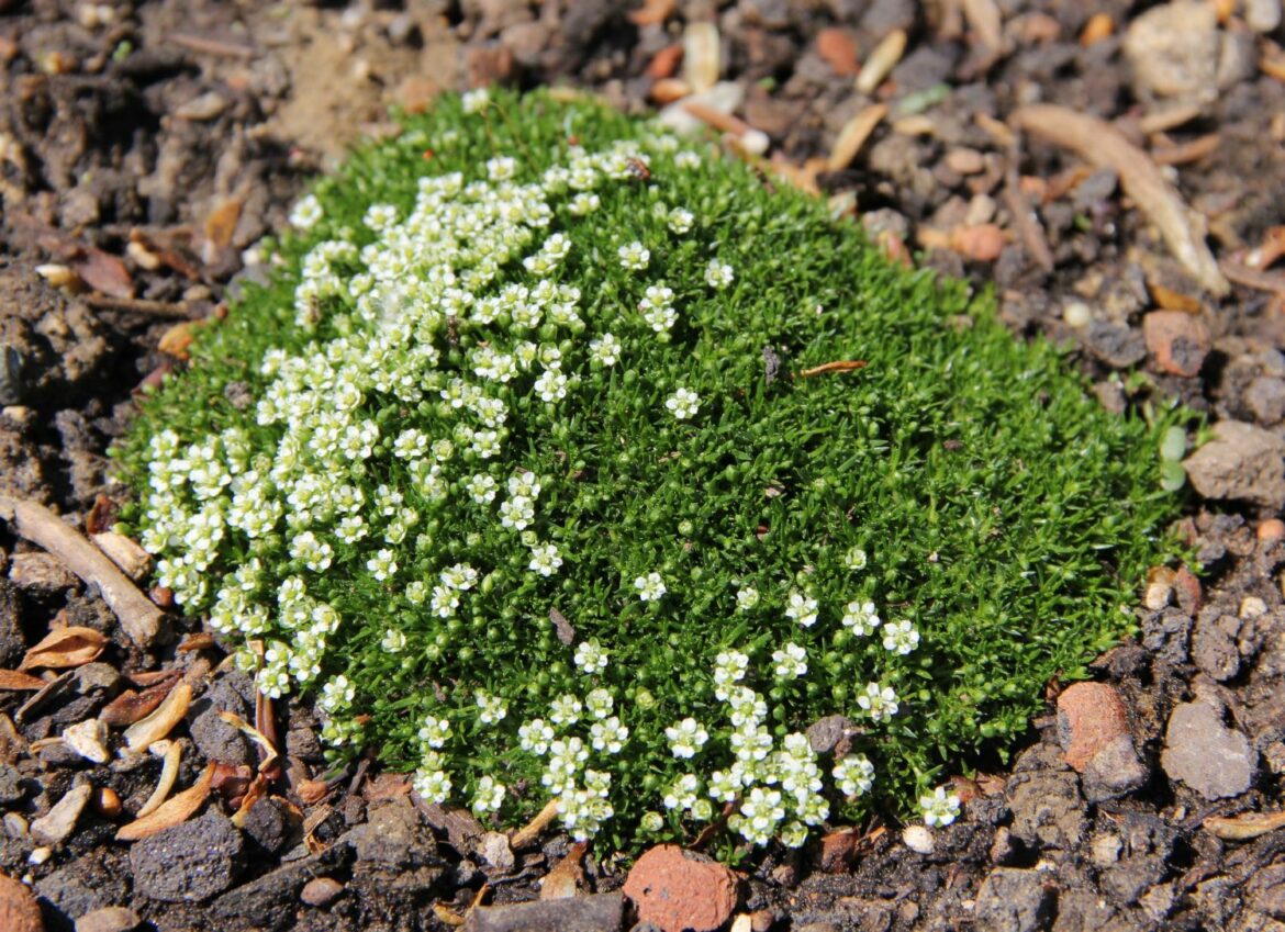 Quelle plante pour remplacer le gazon ?