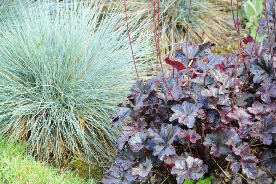 Quelle plante pour un massif sans entretien ?