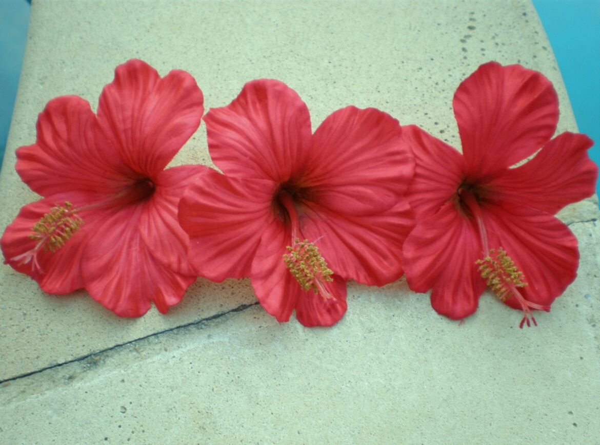 Quelle plante ressemble à l'hibiscus ?
