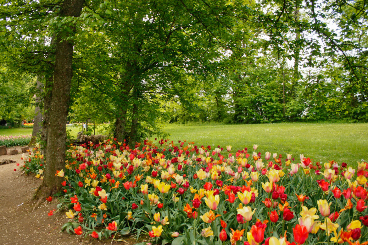 Quelle profondeur pour les bulbes de tulipes ?