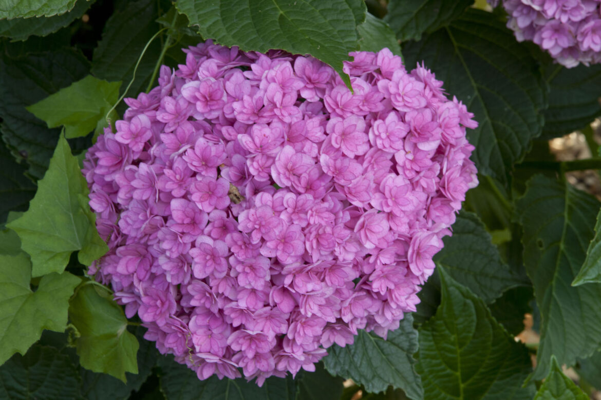 Quelle profondeur pour planter un hortensia ?
