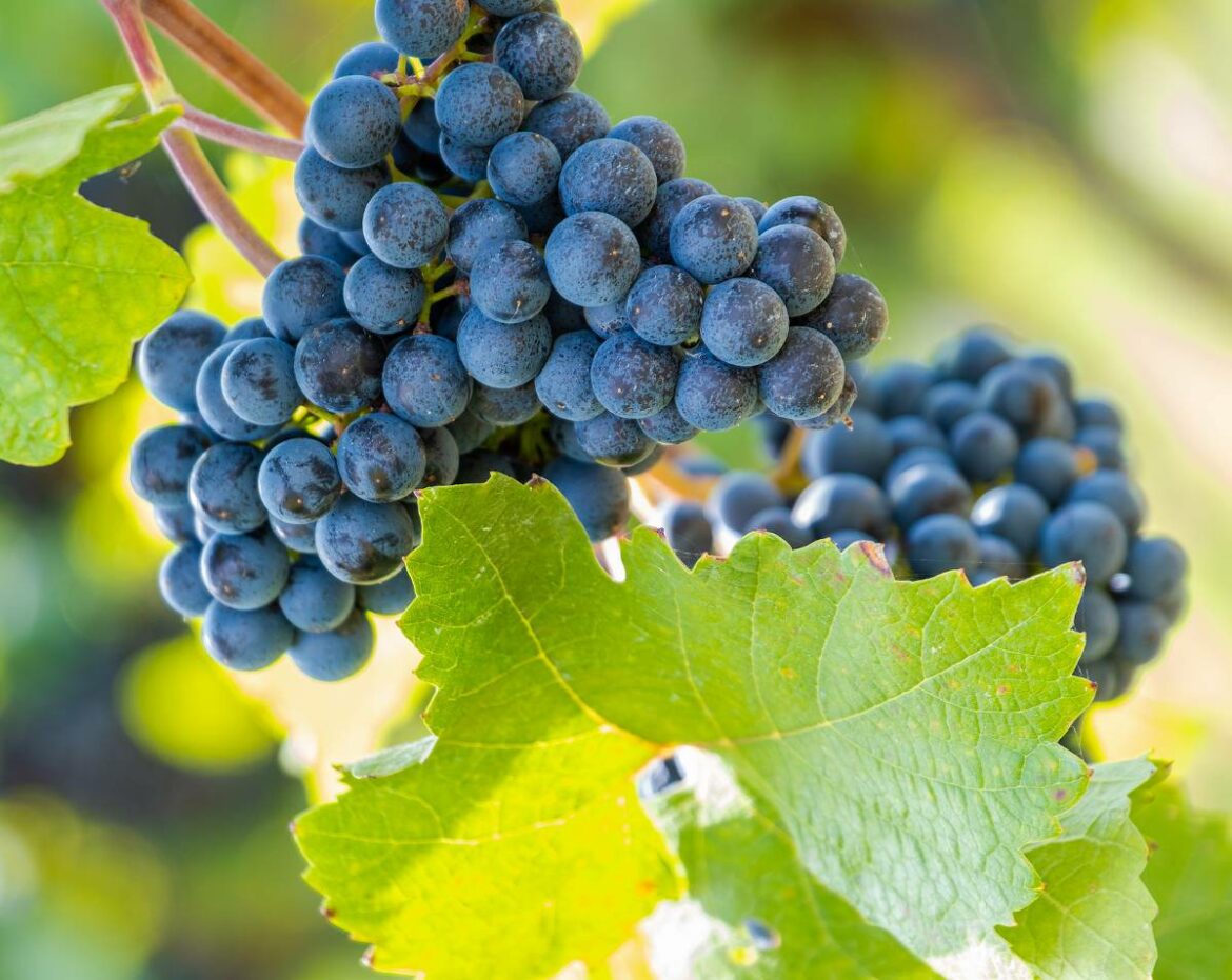 Quelle quantité de raisin par jour ?