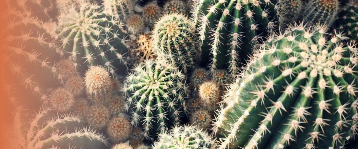 Quelle quantité d'eau pour un cactus ?