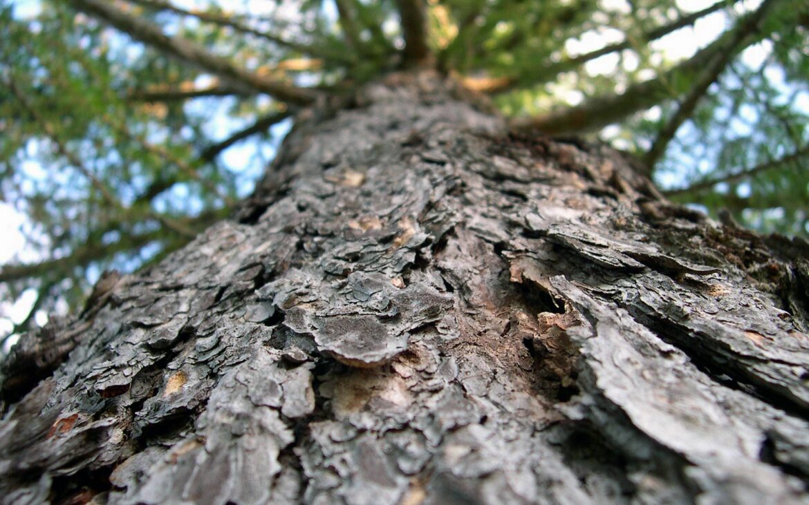 Quelle sont les deux parties de l'écorce ?