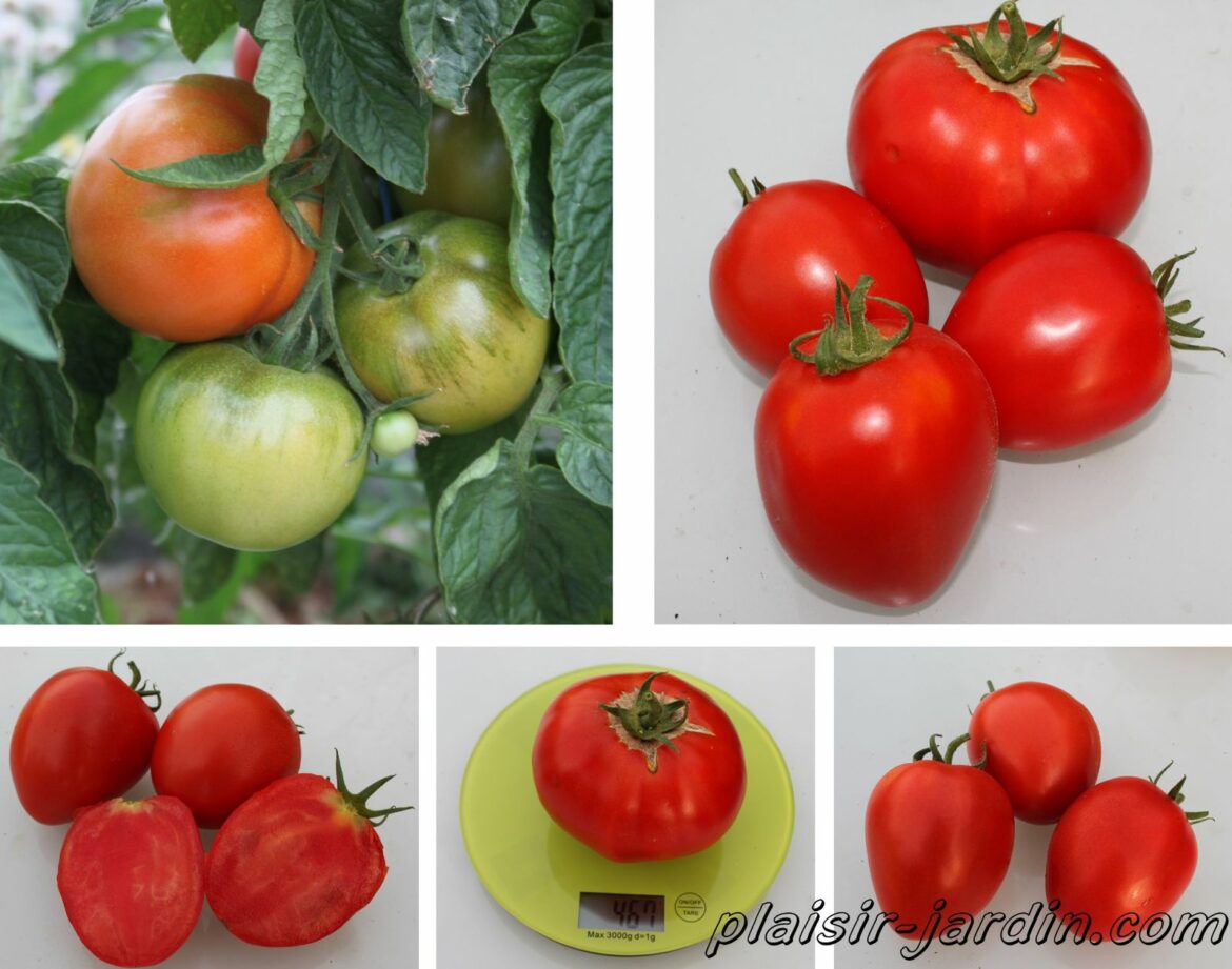 Quelle sont les meilleures tomates pour la salade ?