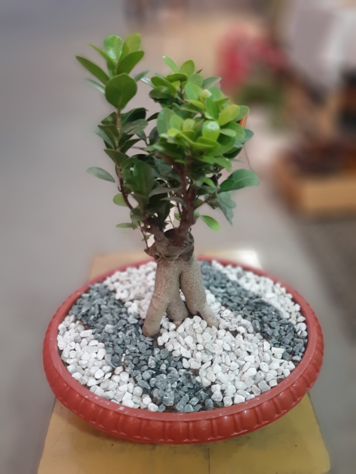 Quelle taille peut atteindre un ficus ginseng ?