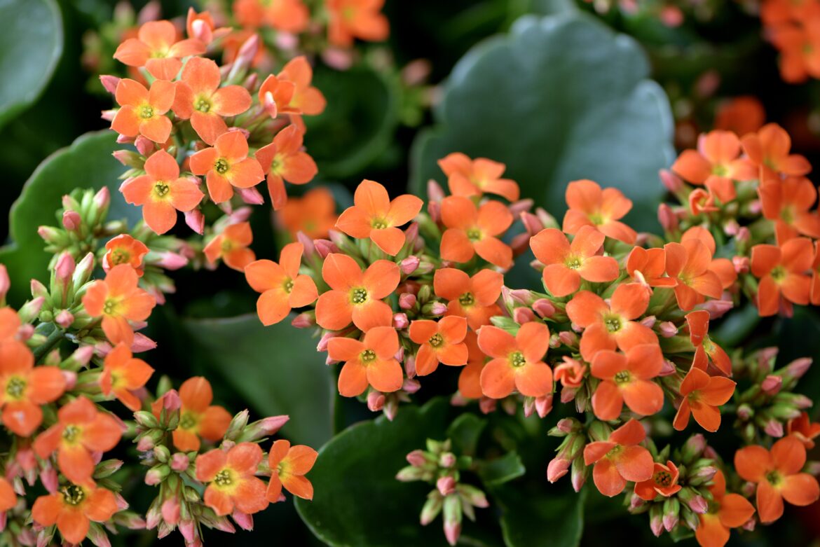 Quelle taille peut atteindre un kalanchoé ?