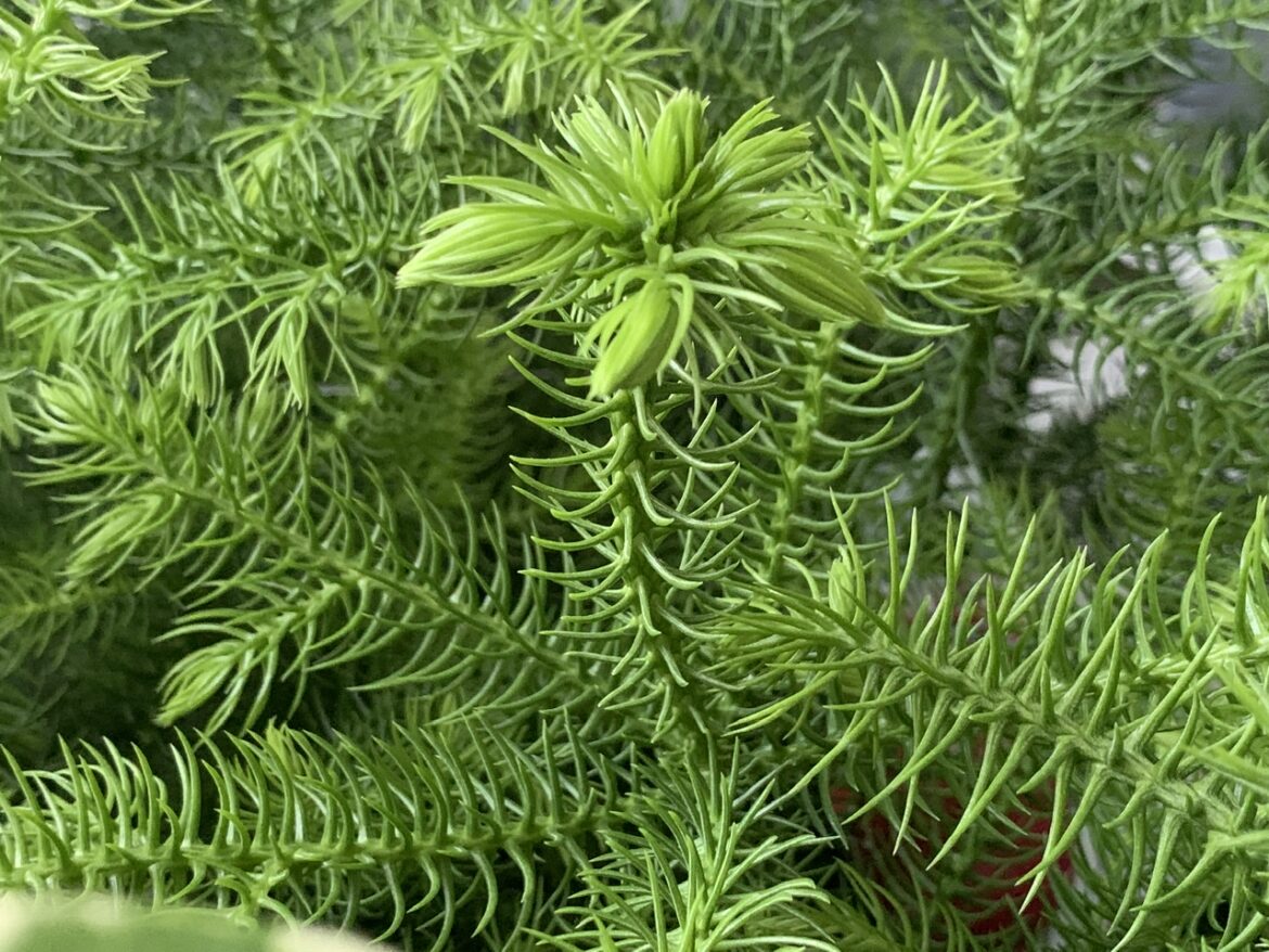 Quelle terre pour Araucaria heterophylla ?