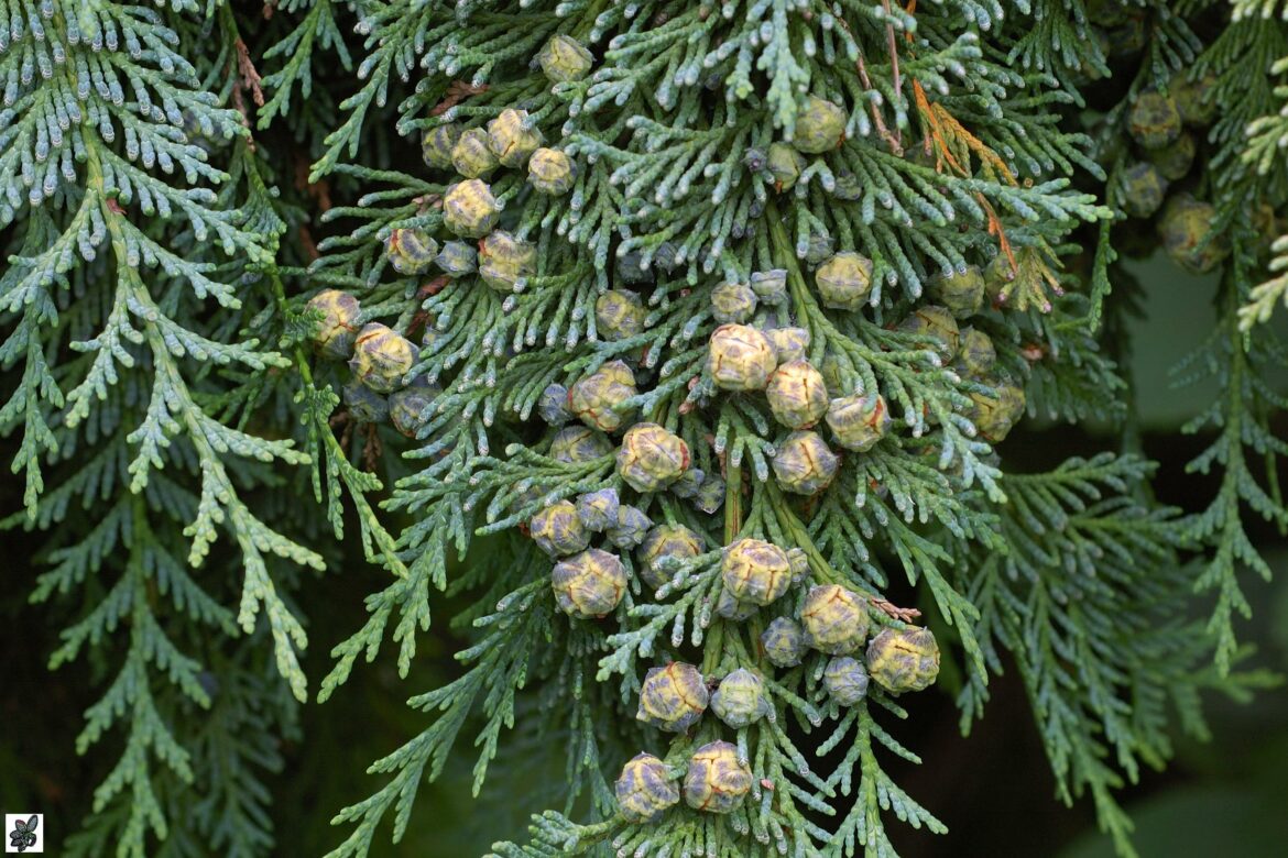 Quelle terre pour chamaecyparis ?