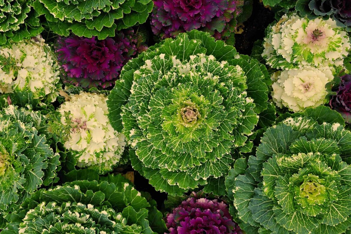 Quelle terre pour chou d'ornement ?