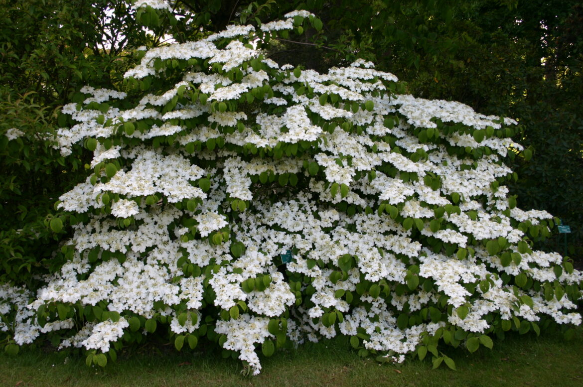 Quelle terre pour le Viburnum ?