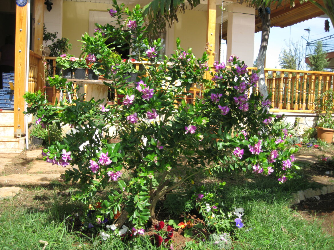 Quelle terre pour le polygala ?