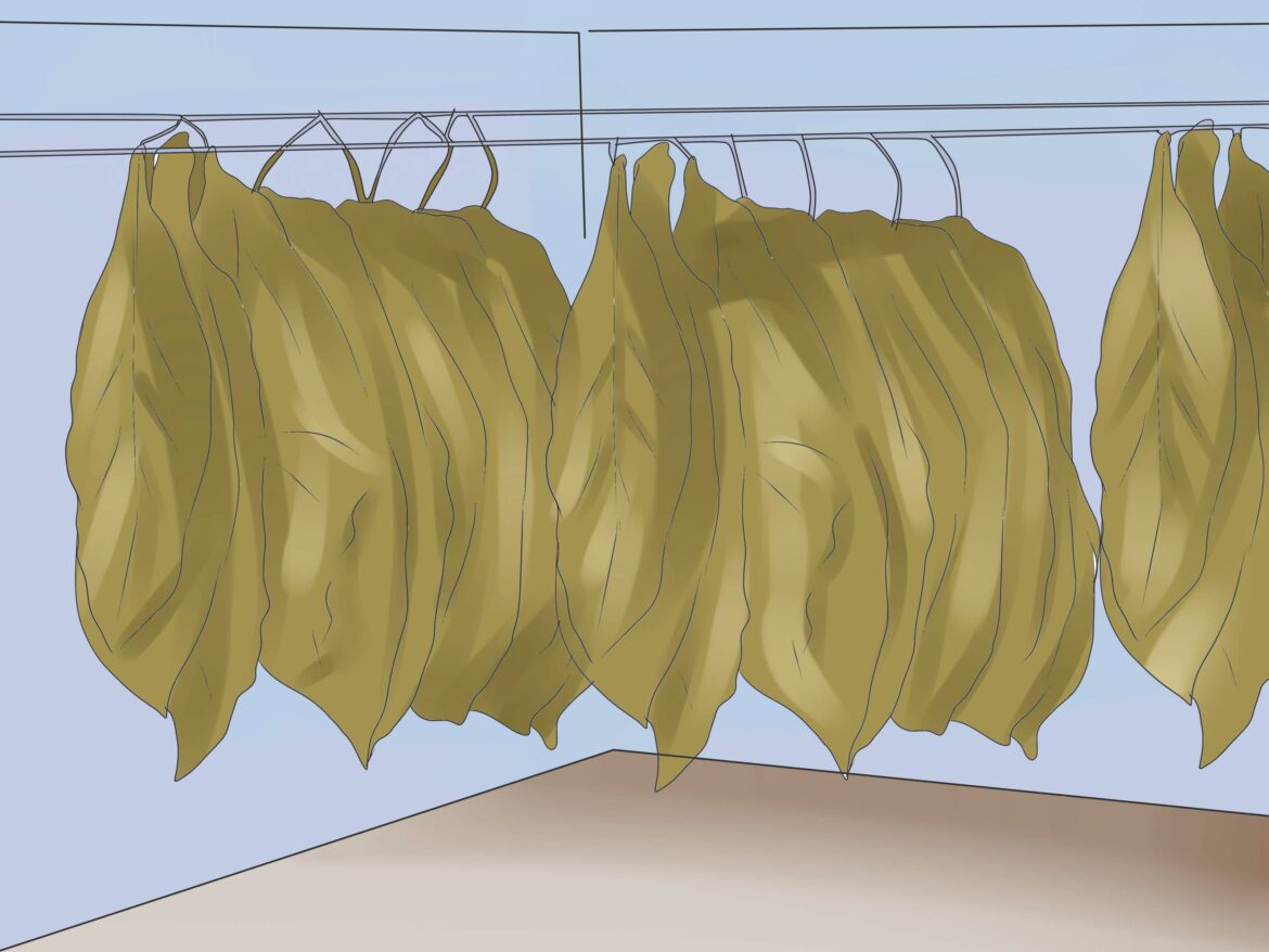 Quelle terre pour le tabac ?