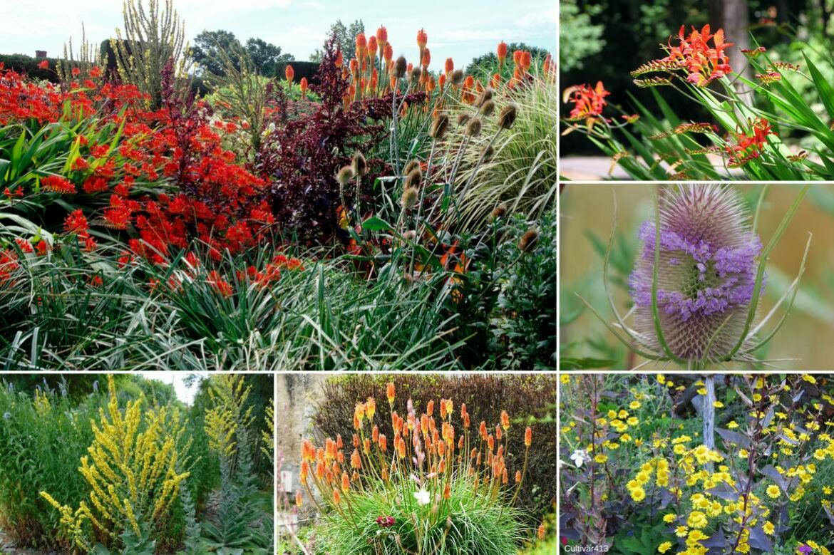 Quelle terre pour les Tritomas ?