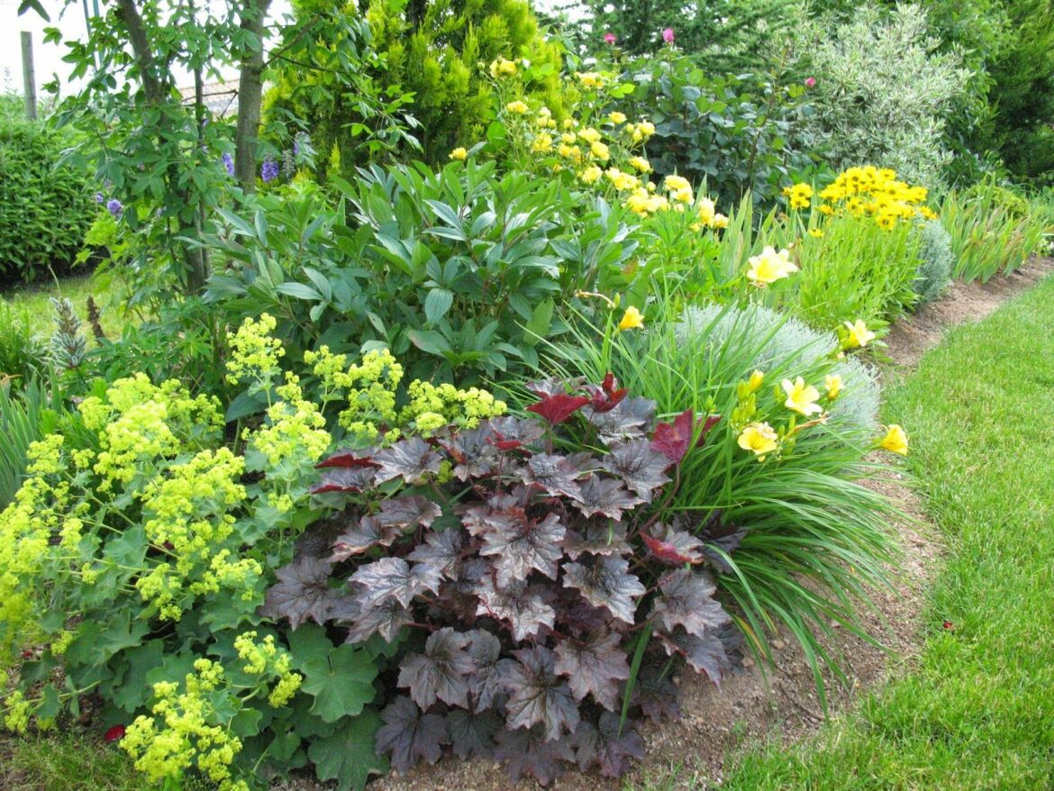 Quelle terre pour planter heuchera ?